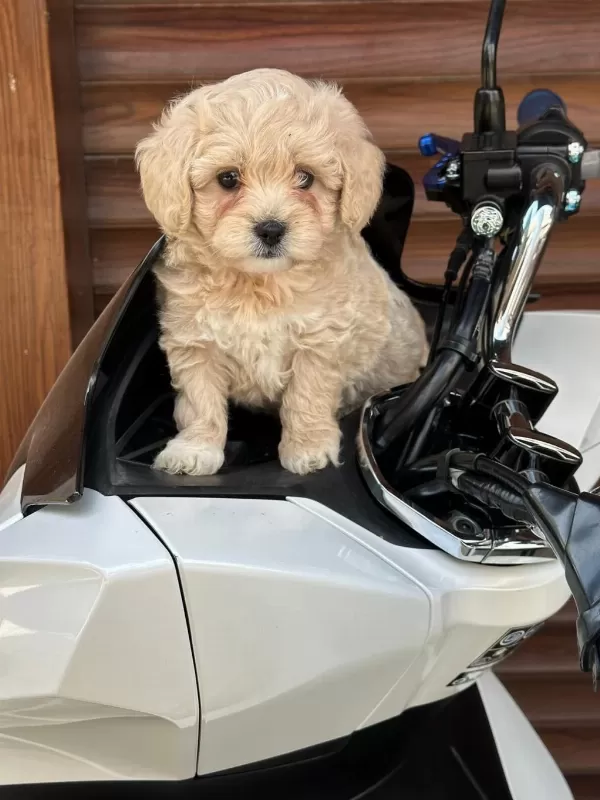 Kaliteli Sevimli Maltipoo Yavruları