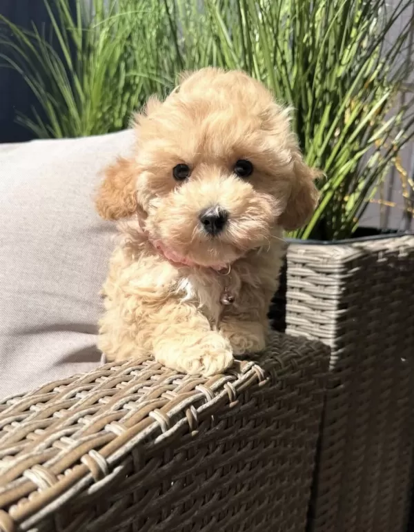 Tombik Maltipoo Bebeklerimiz