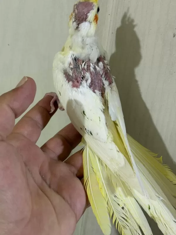 39 Günlük Kusursuz Lutino Bebek Sultan