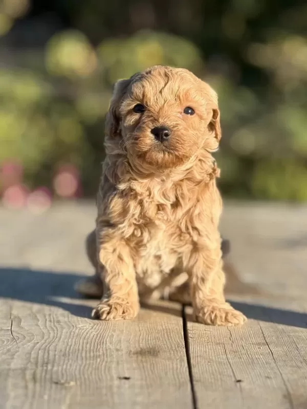 Teacup Korea Maltipoo Yavruları Rezerveye Açıktır