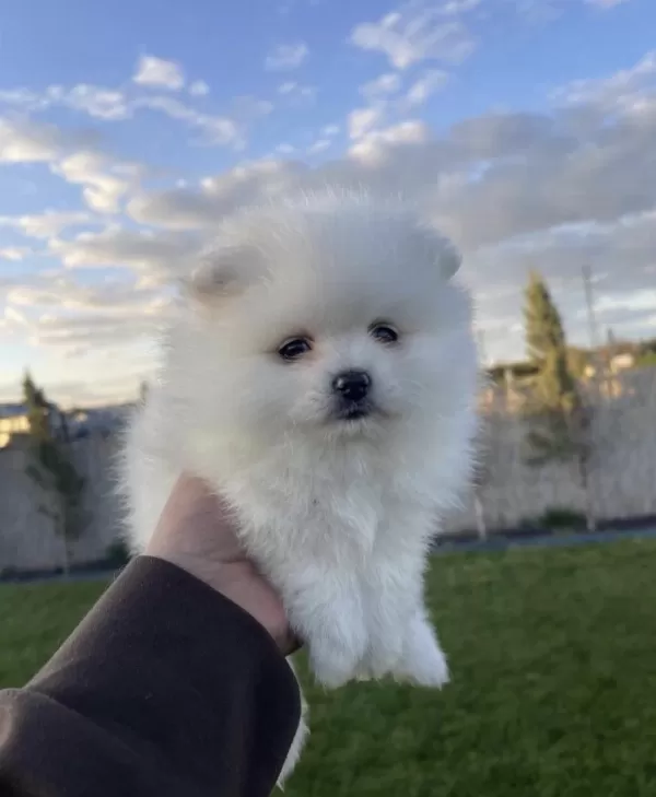 Pomeranian Boo Sağlikli Ve Bakimli