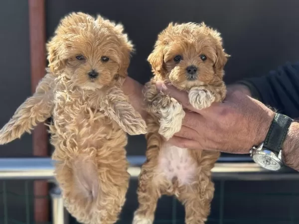 Ankarada Ziyarete Açık Maltipoo Yavrularmız