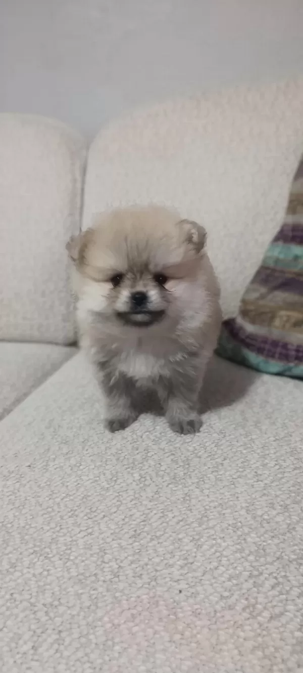 Pomeranian Boo Üst Kalite Tea Cup Dişi Ve Erkek