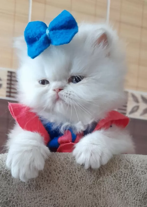 İran Exotic Longhair Bebekler