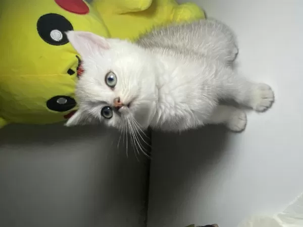 Safkan British Shorthair Dişi Yavru