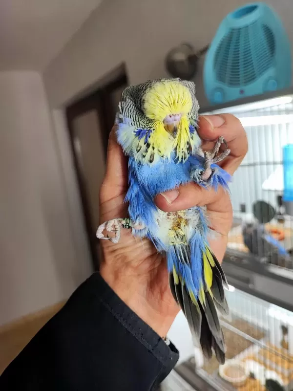 Yeme Yeni Düşecek Olan Vasıflı Show Jumbo Kuşlar