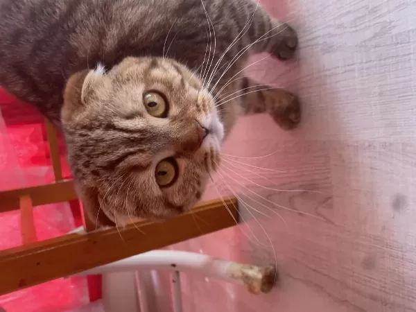 10 Aylık Dişi Scottish Fold