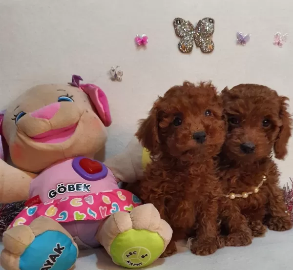 Kore Kan Poodle Yavrular