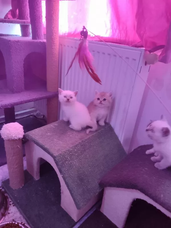 4 Erkek 1 Dişi A Kalite Kedilerimiz Yuva Ariyor