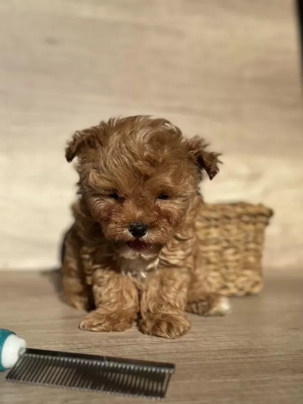 Tiny Teddy Face Kore Maltipoo