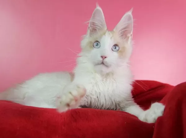 Mavi Gözlü Nadir Maine Coon Erkek