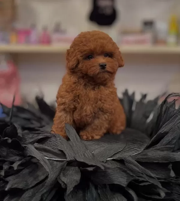 Orjinal Toy Poodle Yavruları