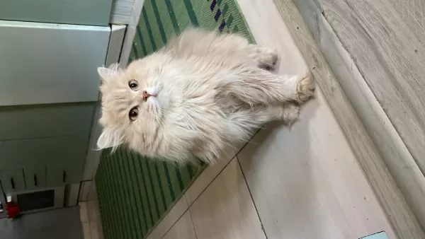 3 Yaşında Kedimize Yuva Arıyorum