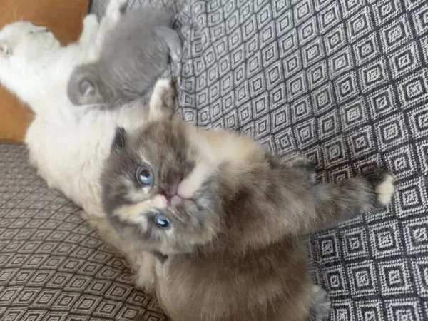 30 Günlük Kediler Mama Kum Eğitimi Yapılıyor