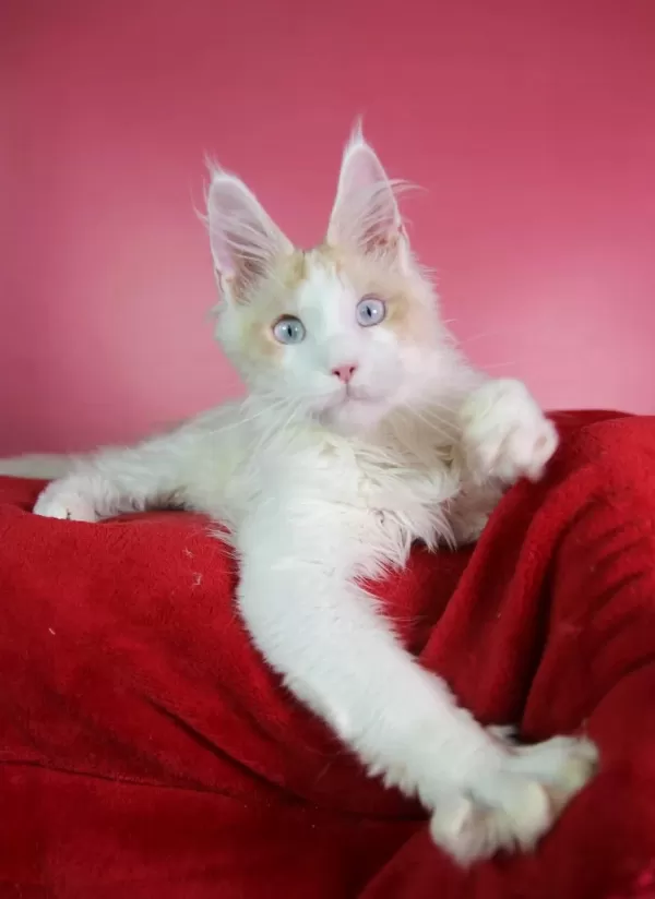 Mavi Gözlü Nadir Maine Coon Erkek