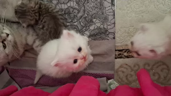 Pofuduk Tomyy Ballı Lokma Tatlısı Kedimiz