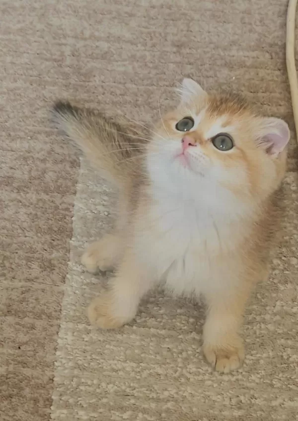Golden Dişi Ve Erkek Bebek Kediler