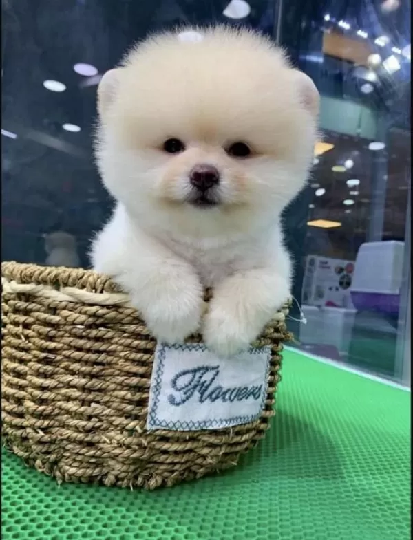 İrk Ve Sağlık Garantili Pomeranian Yavrular Tacedpet