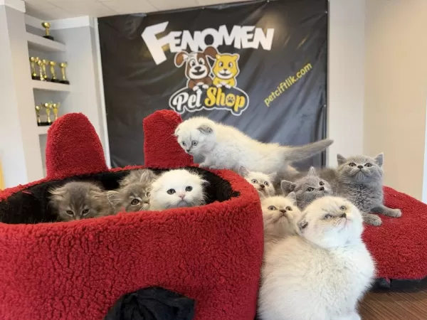 Top Kafa Scottish Fold Yavrular Britis Yavrular Ankara