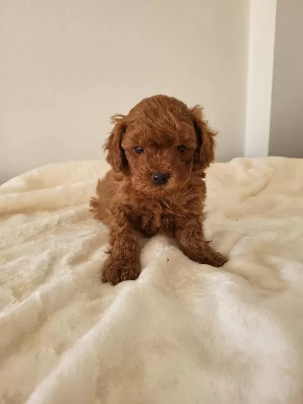 Toy Poodle Yavru Erkek