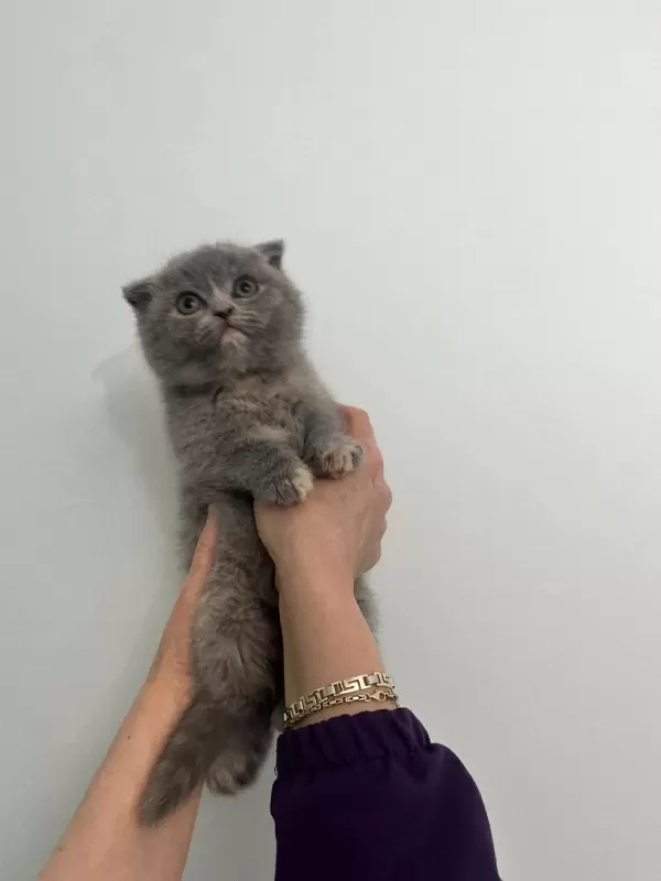 Scottish Fold Bebeğim