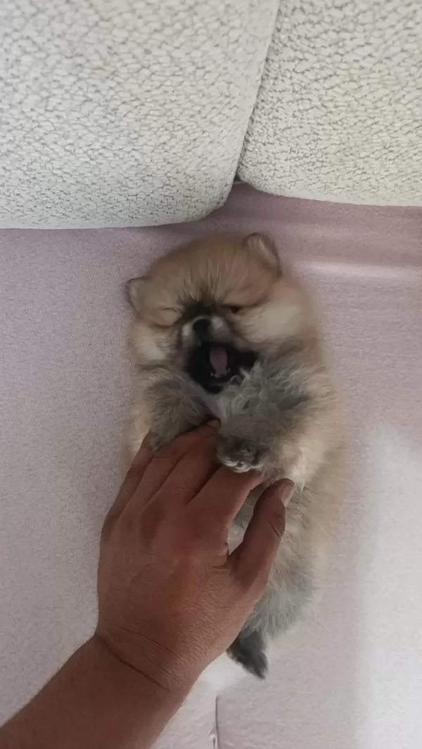 Pomeranian Boo Üst Kalite Tea Cup Dişi Ve Erkek