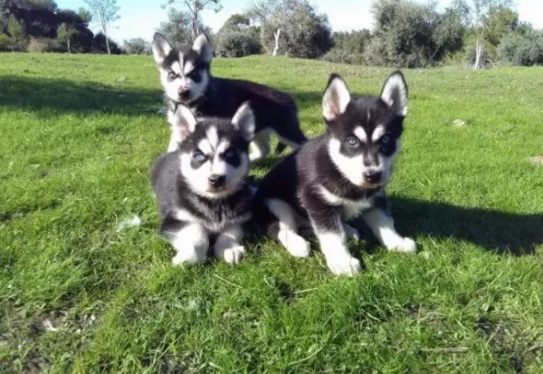 Ruhsatlı Resmi İşletmeden Taksit Avantajıyla Husky