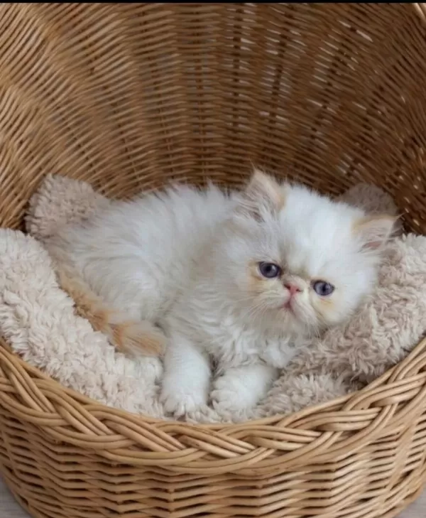 Safkan Red Point İran Persian