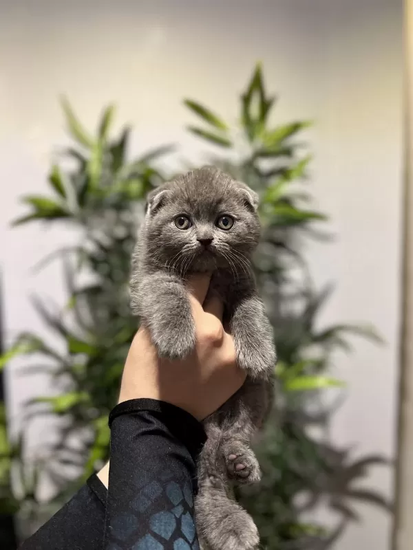 Scottish Fold Gri Yavrular