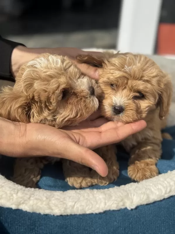 Dizayn İrk Maltipoo Yavrularımızı Görüp Ala Bilirsiniz