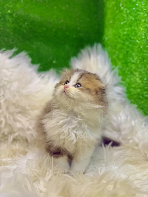Bicolor Golden Scottish Fold Bebek