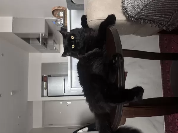 Maine Coon Erkek Kedi – Çiftleşme İçin Eş Arıyor