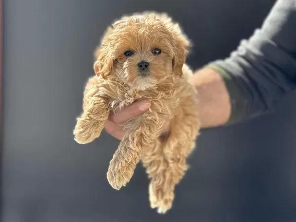 Petmode Köpek Çiftliğinden Kore Tea Cup Maltipoo