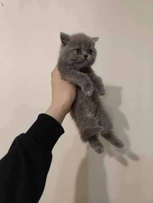 Gri Erkek Dişi Ayıcık Surat Safkan Kediler
