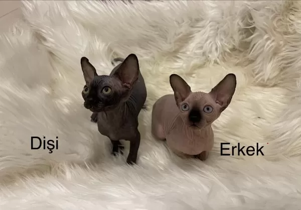 Sphynx Sfenks Dişi Erkek
