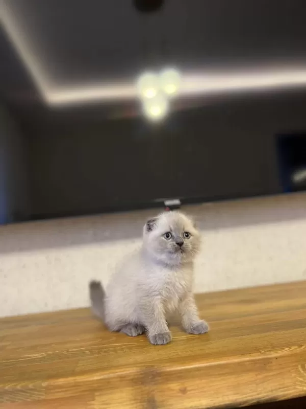 Ev Ortaminda Büyüyen Scottish Fold Yavrularim