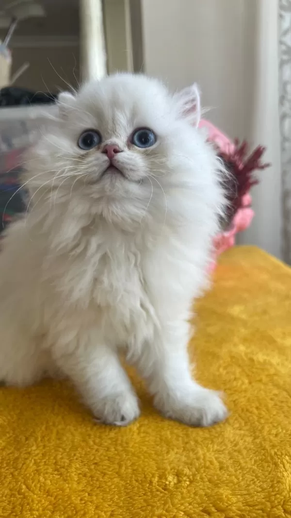 Diyarbakırın En Elit Saf Kan British Longhair Yavruları