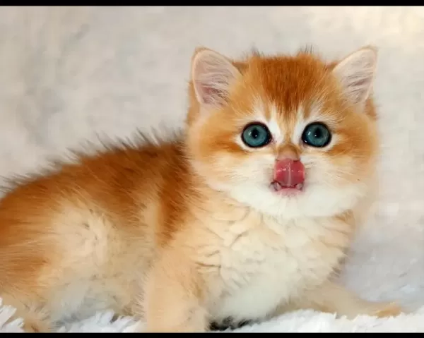 Mavi Gözleriyle Fark Yaratan Golden British Shorthair
