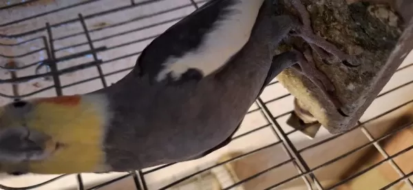 Grey Sultan Papağanı