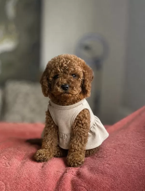 Red Brown Toy Poodle Yavru