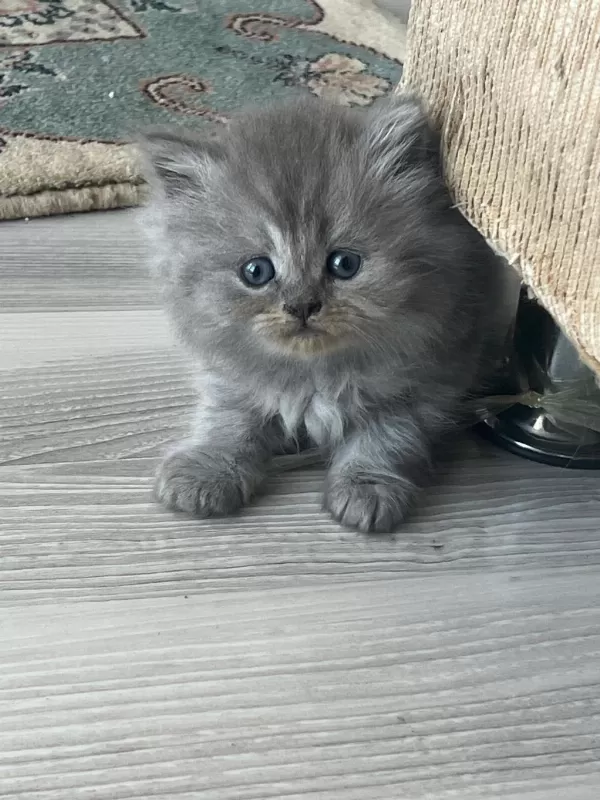İki Aylık British Longhair İki Yavru