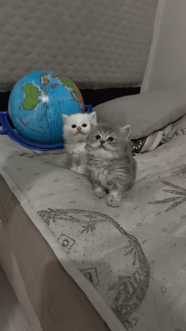 Kedilerimiz Şanlıurfa