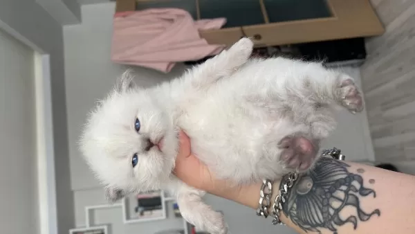 Eskişehir Tepebaşından British Longhair