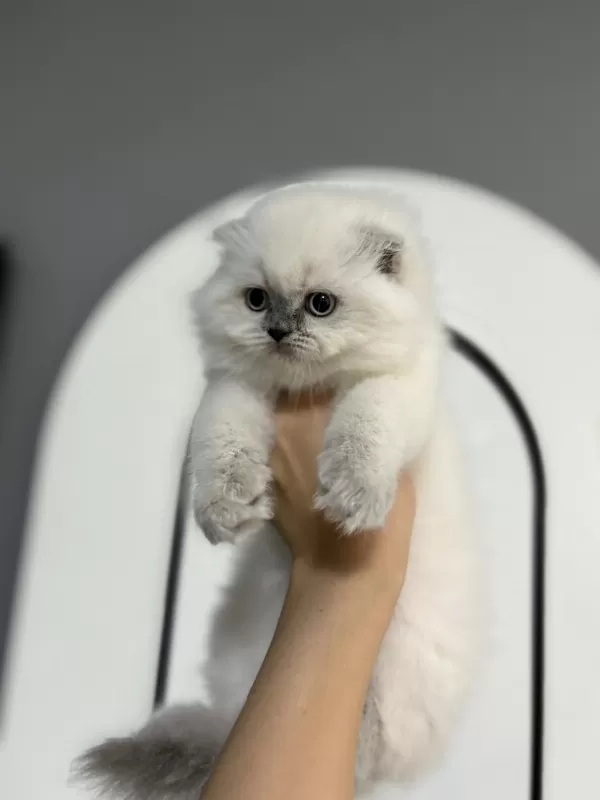 Show Class Yakışıklı Scottish Fold