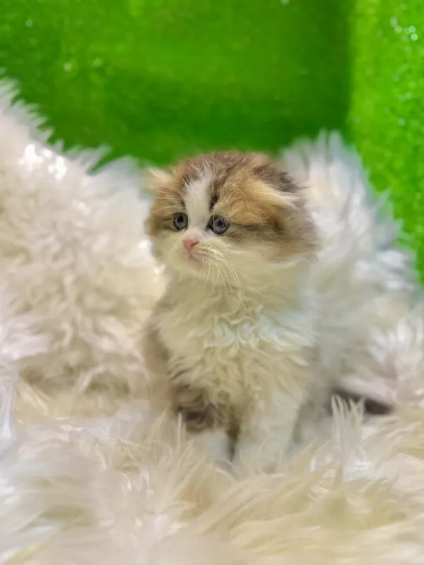 Bicolor Golden Scottish Fold Bebek