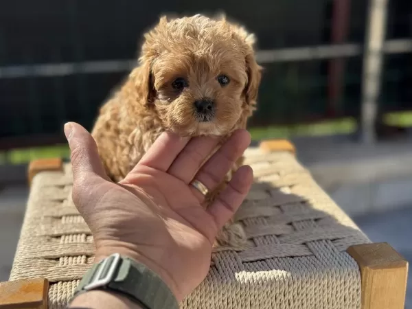 Safkan Kore Tea Cup Maltipoo Yavrularımız
