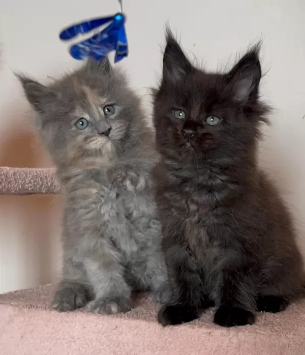 Maine Coon Üst Kaliteli Yavrular