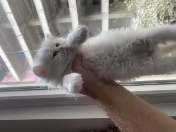 British Longhair 2 Aylık
