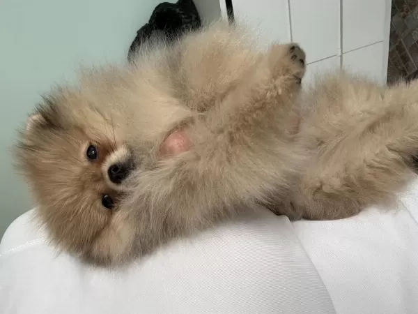 Pomeranian Boo Harika Yavrumuz