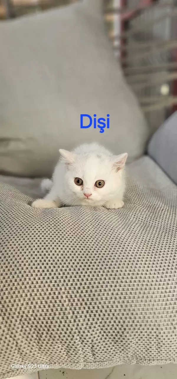 Yakışıklı Erkek Ve Dişi Bebek Kediler